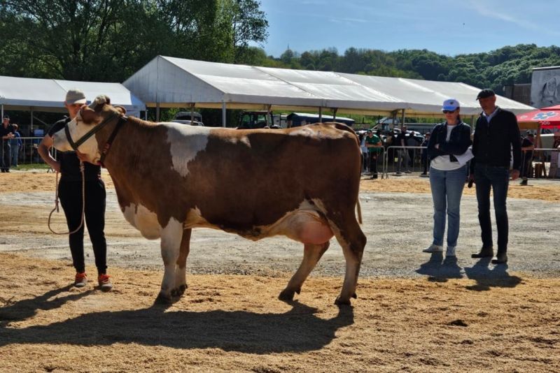 Izložba stoke Krapinsko-zagorske županije