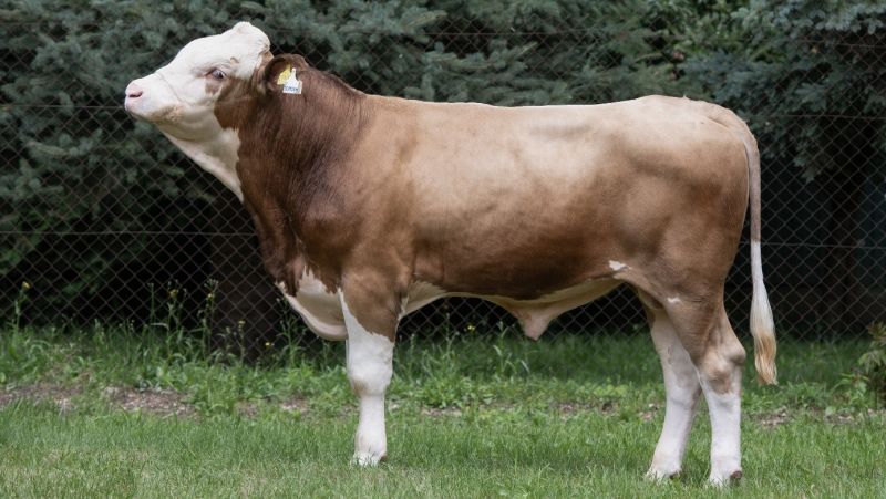 7 novih bikova najviše razine sjeme proizvodi u CUO Varaždin