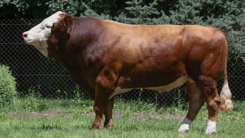 7 novih bikova najviše razine sjeme proizvodi u CUO Varaždin