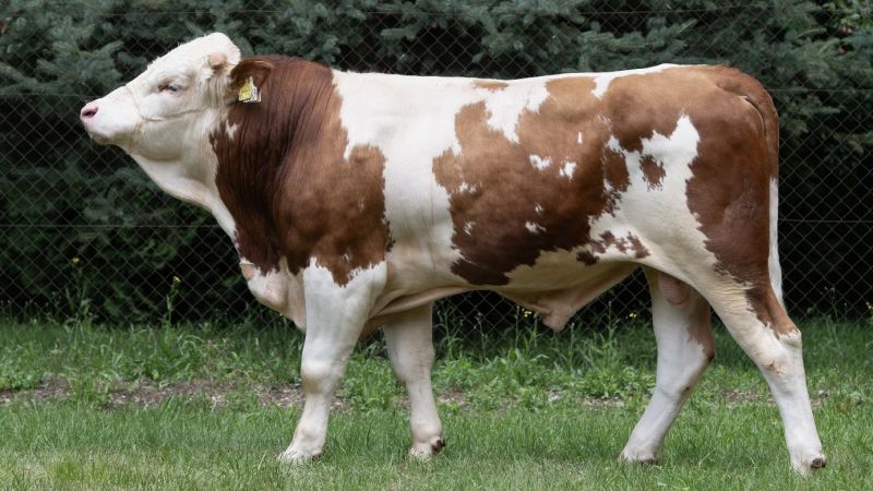 7 novih bikova najviše razine sjeme proizvodi u CUO Varaždin