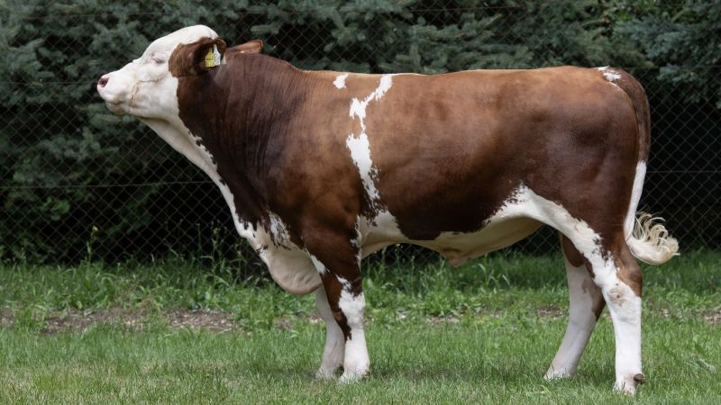 7 novih bikova najviše razine sjeme proizvodi u CUO Varaždin