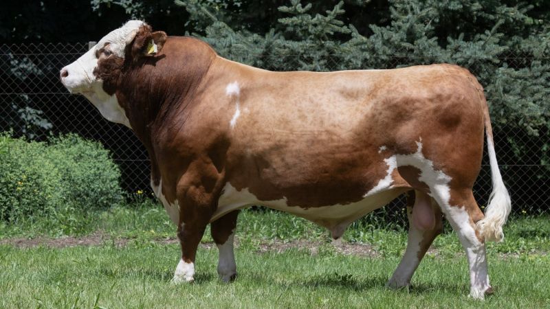 7 novih bikova najviše razine sjeme proizvodi u CUO Varaždin