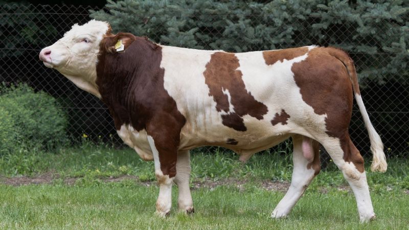 7 novih bikova najviše razine sjeme proizvodi u CUO Varaždin