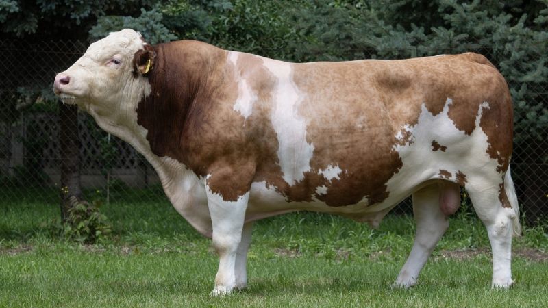 7 novih bikova najviše razine sjeme proizvodi u CUO Varaždin