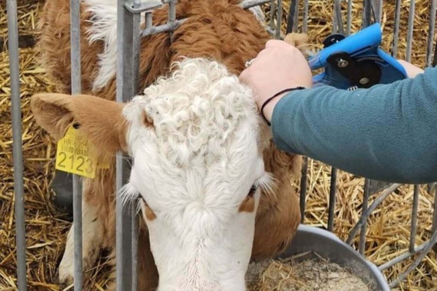 Genotipizacija muške teladi za prirodni pripust