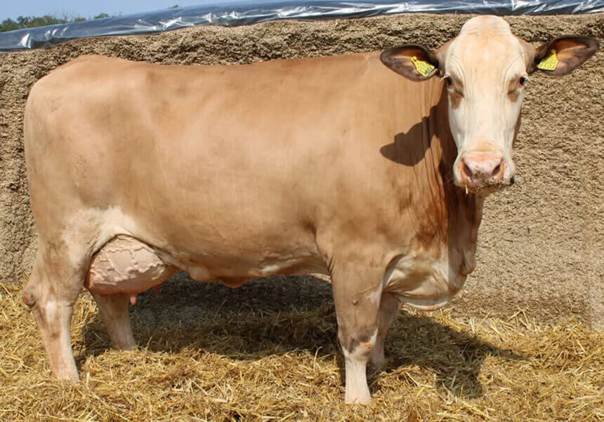 KKŽ SIM (Savez udruga
uzgajivača simentalskog goveda Koprivničko-križevačke županije)