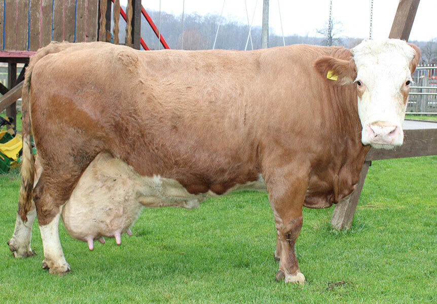 KKŽ SIM (Savez udruga
uzgajivača simentalskog goveda Koprivničko-križevačke županije)